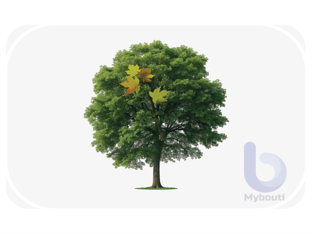 maple
